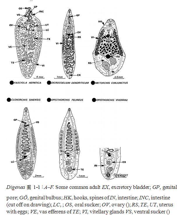 圖片參考來源：http://parasitology.informatik.uni-wuerzburg.de/login/