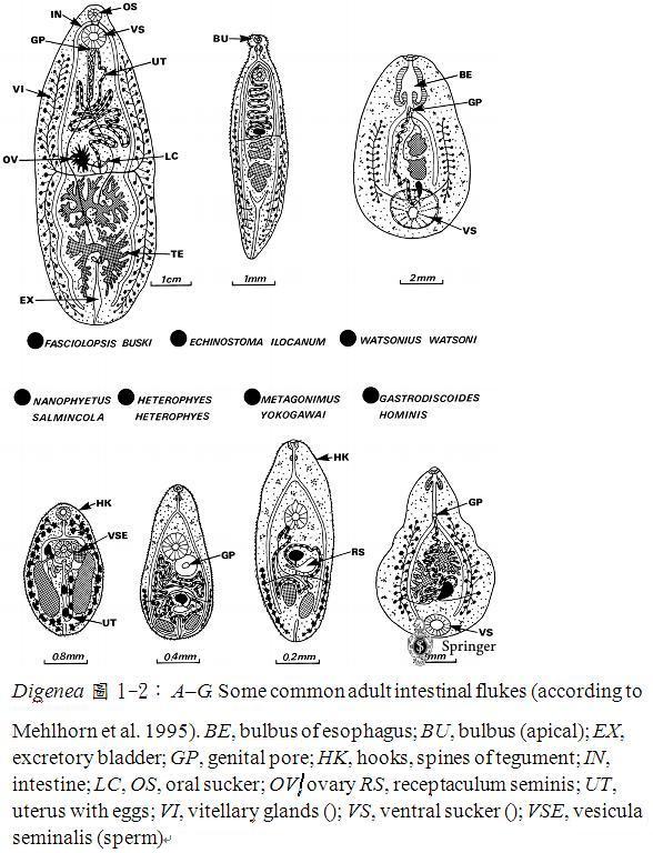 圖片參考來源：http://parasitology.informatik.uni-wuerzburg.de/login/