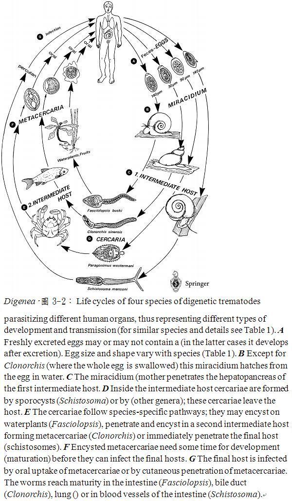 圖片參考來源：http://parasitology.informatik.uni-wuerzburg.de/login/