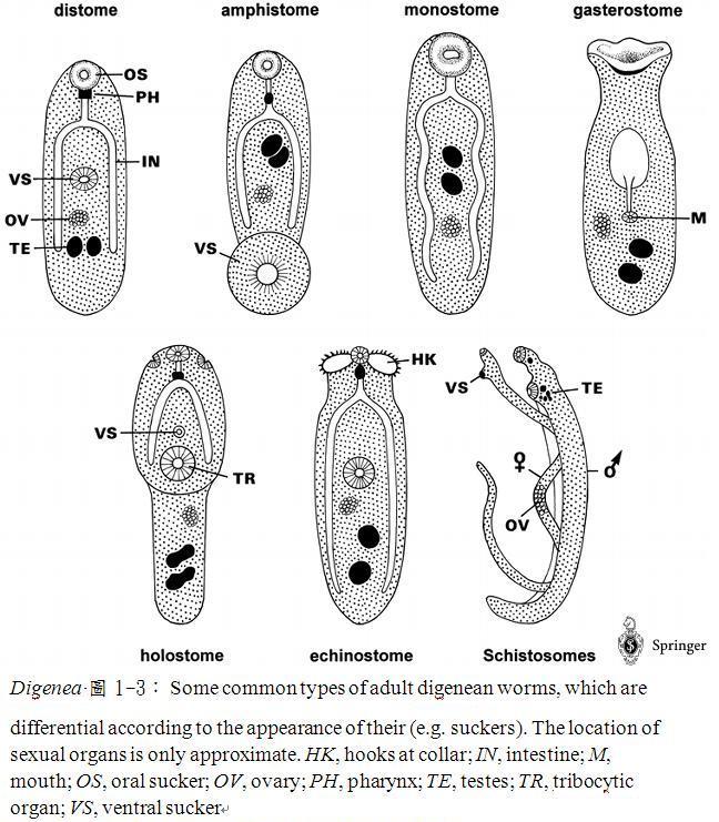 圖片參考來源：http://parasitology.informatik.uni-wuerzburg.de/login/
