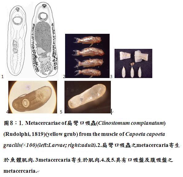 疾病相關圖片