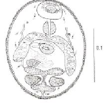 圖4-2：具有披囊(encyst)之Centrocestus formosanus.的 metacercariae