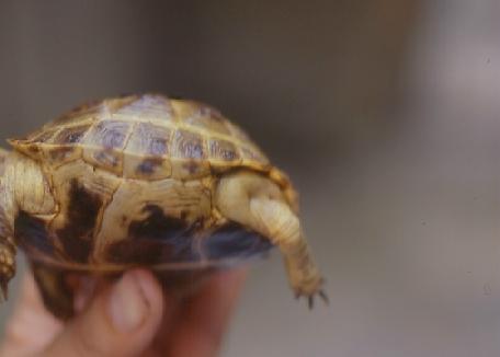 腹股溝和腋窩水腫