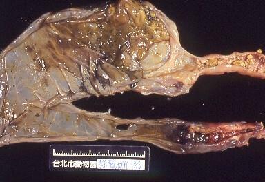 綠鬣蜥的腸炎，包括小腸及大腸都有不同程度的潰瘍和發炎情形。