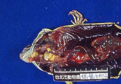 綠鬣蜥在口腔食道入口處嚴重的化膿性感染。