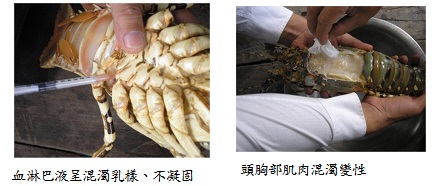 圖片來源：www.daff.gov.au